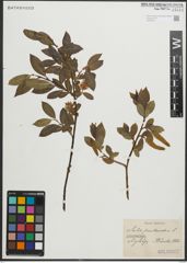 Foto von Salix pentandra L.